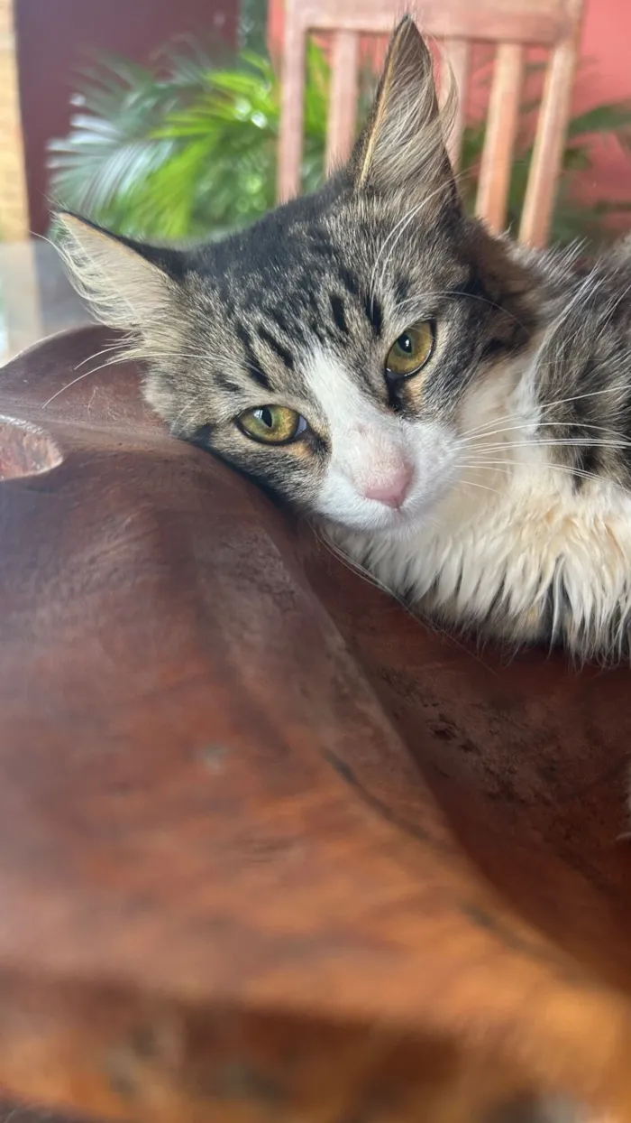 Gato raça SRD-ViraLata idade 2 a 6 meses nome Gatinha 1 