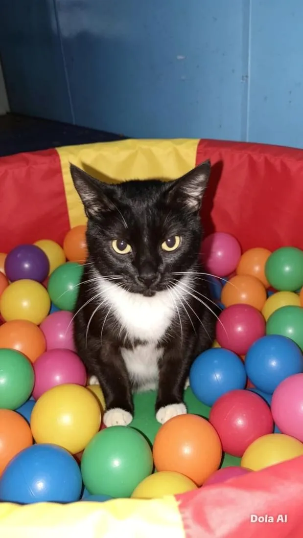 Gato raça SRD-ViraLata idade 1 ano nome Safira