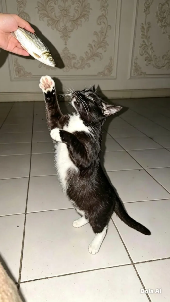 Gato raça SRD-ViraLata idade 1 ano nome Safira