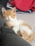 Maizena 