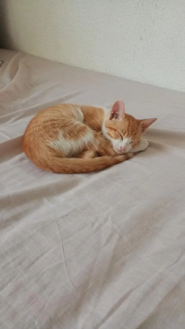 Gato raça SRD-ViraLata idade Abaixo de 2 meses nome Maizena 