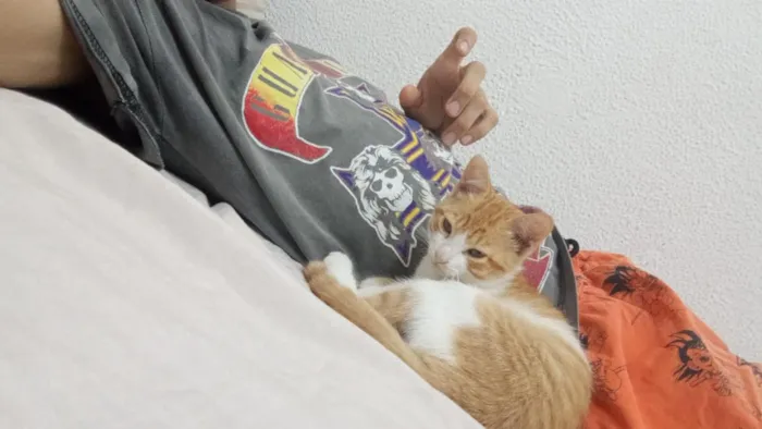 Gato raça SRD-ViraLata idade Abaixo de 2 meses nome Maizena 