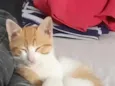 Maizena 