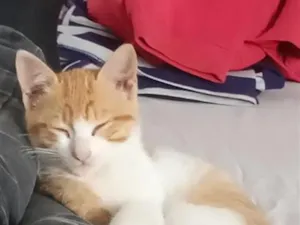 Gato raça SRD-ViraLata idade Abaixo de 2 meses nome Maizena 