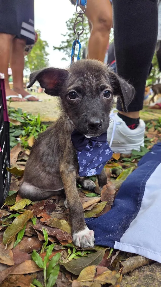 Cachorro raça SRD-ViraLata idade 2 a 6 meses nome Venom