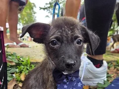 Cachorro raça SRD-ViraLata idade 2 a 6 meses nome Venom