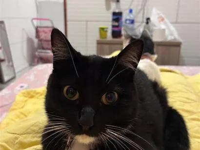Gato raça SRD-ViraLata idade 1 ano nome Moana