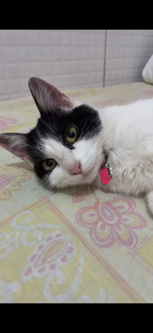 Gato raça SRD-ViraLata idade 1 ano nome Malu