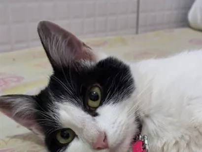 Gato raça SRD-ViraLata idade 1 ano nome Malu