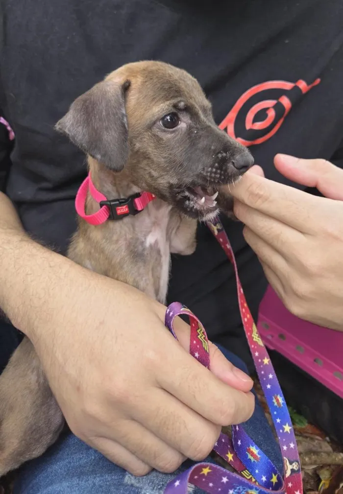 Cachorro raça SRD-ViraLata idade Abaixo de 2 meses nome Luna