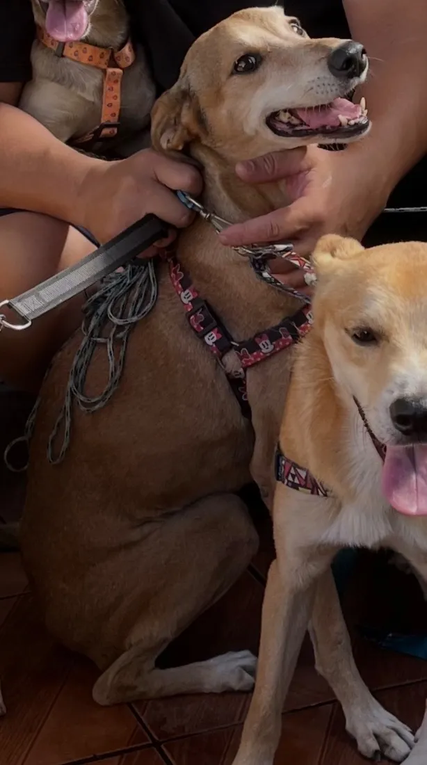 Cachorro raça SRD-ViraLata idade 6 ou mais anos nome Cacá