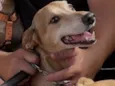 Cacá