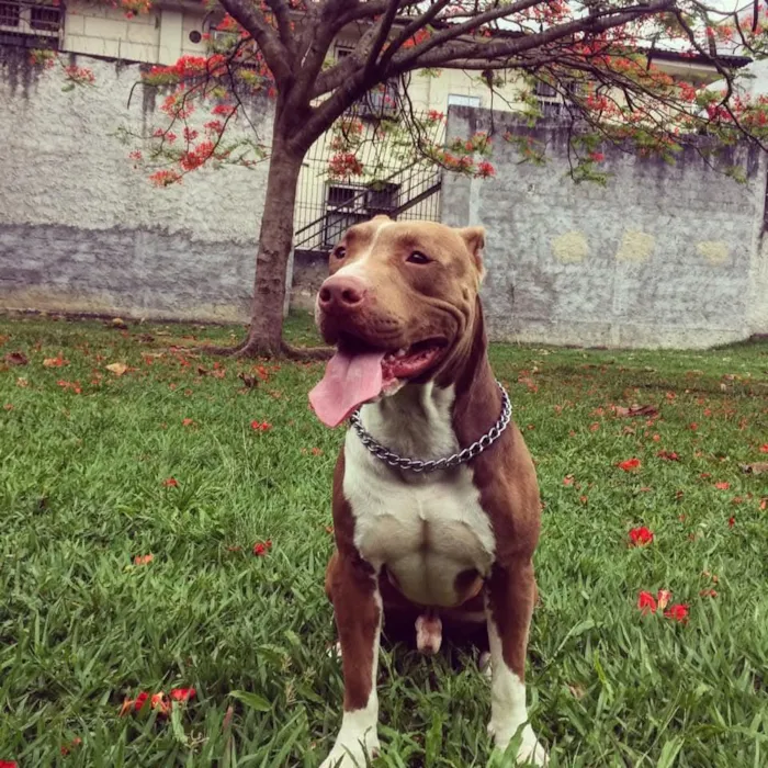 Cachorro raça Pit-Bull idade 6 ou mais anos nome Thor