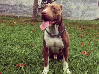 Cachorro raça Pit-Bull idade 6 ou mais anos nome Thor