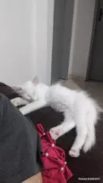 Nina