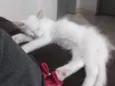 Nina