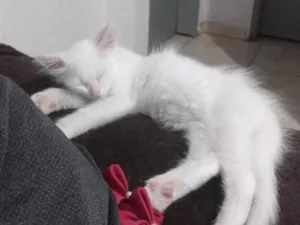Gato raça Angorá idade 7 a 11 meses nome Nina