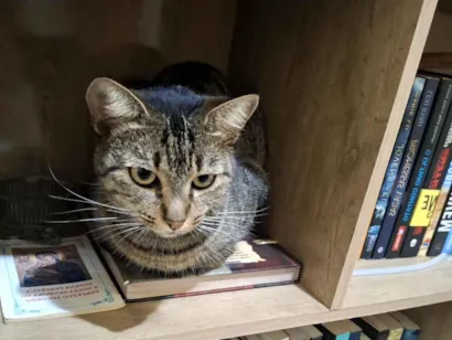 Gato raça SRD-ViraLata idade 5 anos nome Dorinha 