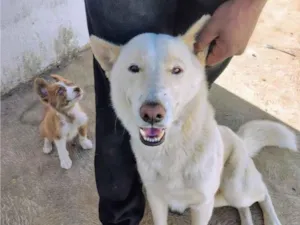 Cachorro raça SRD-ViraLata idade 2 anos nome Flocos