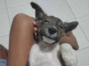 Cachorro raça SRD-ViraLata idade 2 a 6 meses nome Pretinho