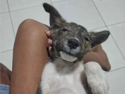 Cachorro raça SRD-ViraLata idade 2 a 6 meses nome Pretinho