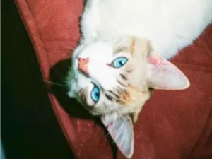 Gato raça SRD-ViraLata idade 7 a 11 meses nome Cacau e Lilith