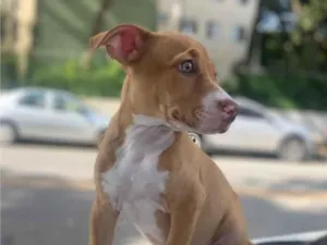Cachorro raça Pit-Bull idade 2 a 6 meses nome Thor