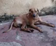 Scooby