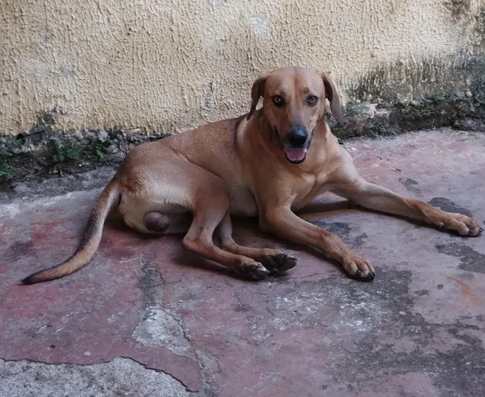 Cachorro raça SRD-ViraLata idade 1 ano nome Scooby