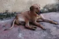 Scooby
