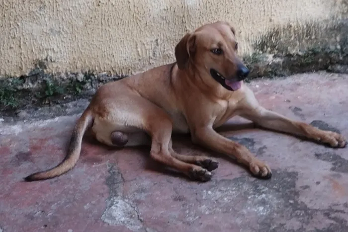 Cachorro raça SRD-ViraLata idade 1 ano nome Scooby