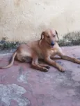 Scooby