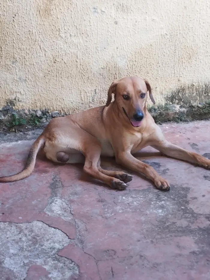 Cachorro raça SRD-ViraLata idade 1 ano nome Scooby