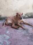 Scooby