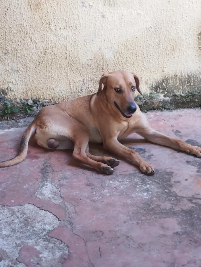 Cachorro raça SRD-ViraLata idade 1 ano nome Scooby