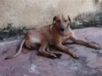 Scooby