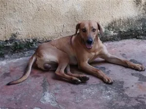 Cachorro raça SRD-ViraLata idade 1 ano nome Scooby
