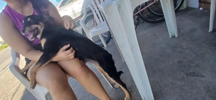 Cachorro raça SRD-ViraLata idade 7 a 11 meses nome kyara