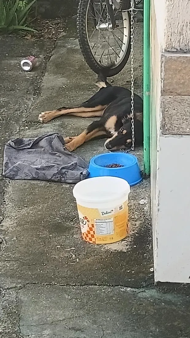 Cachorro raça SRD-ViraLata idade 7 a 11 meses nome kyara
