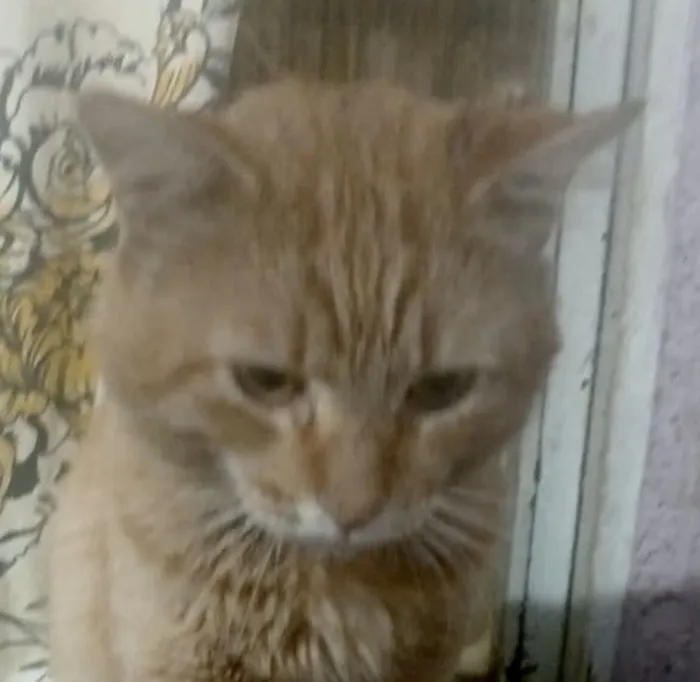 Gato raça SRD-ViraLata idade 7 a 11 meses nome Fred 