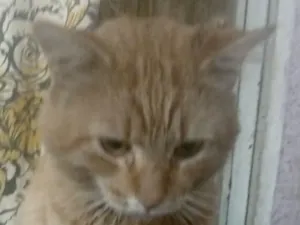 Gato raça SRD-ViraLata idade 7 a 11 meses nome Fred 