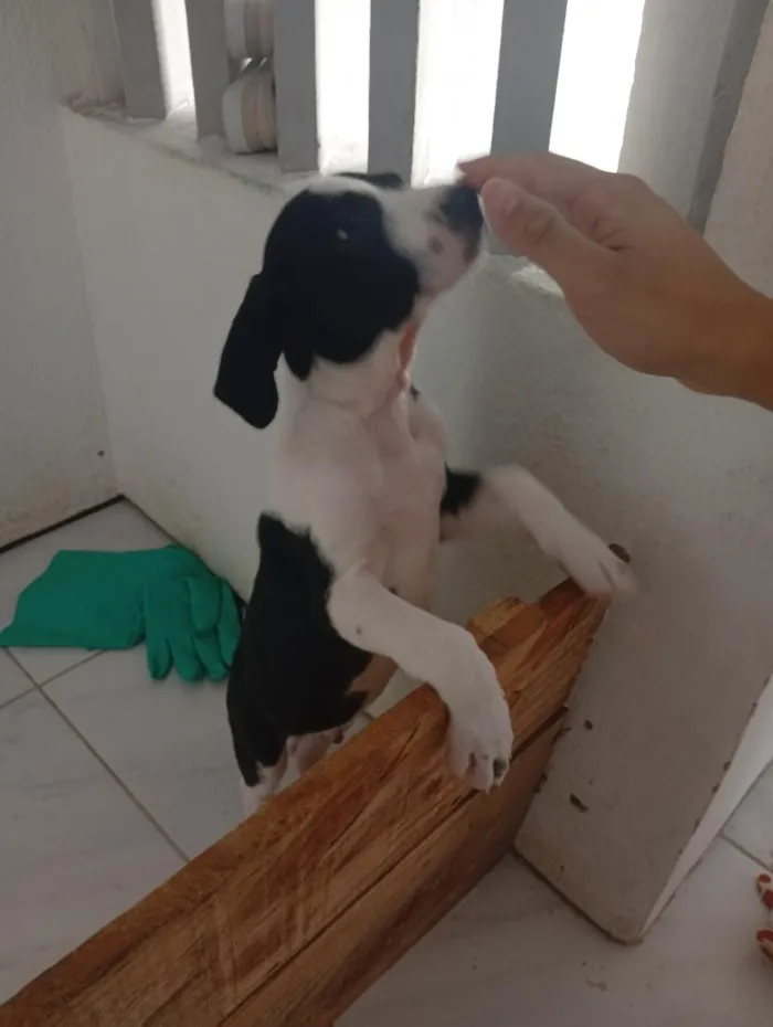 Cachorro raça SRD-ViraLata idade 2 a 6 meses nome Bingo