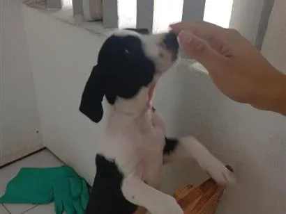 Cachorro raça SRD-ViraLata idade 2 a 6 meses nome Bingo