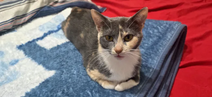 Gato raça SRD-ViraLata idade 1 ano nome Lua 