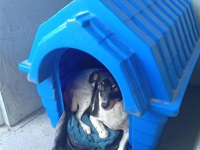 Cachorro raça SRD-ViraLata idade 1 ano nome dezirre 