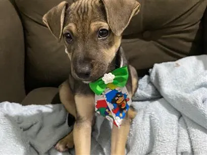Cachorro raça SRD-ViraLata idade 2 a 6 meses nome Mustang