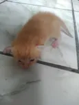 gatos
