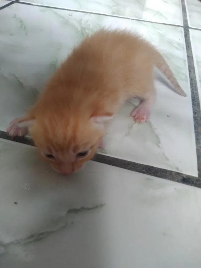 Gato raça SRD-ViraLata idade Abaixo de 2 meses nome gatos