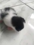 gatos