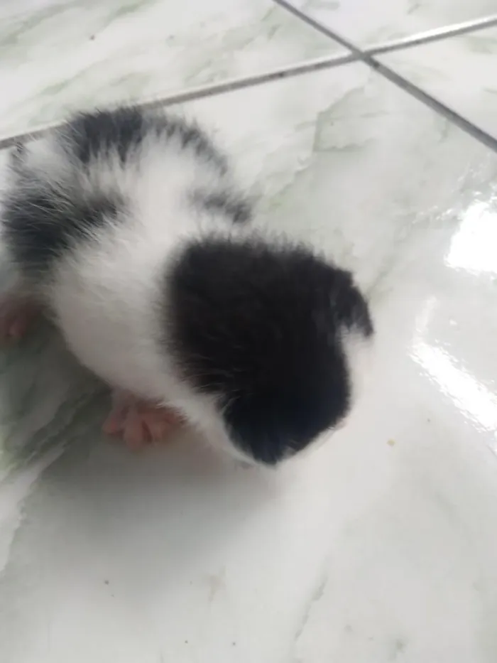 Gato raça SRD-ViraLata idade Abaixo de 2 meses nome gatos